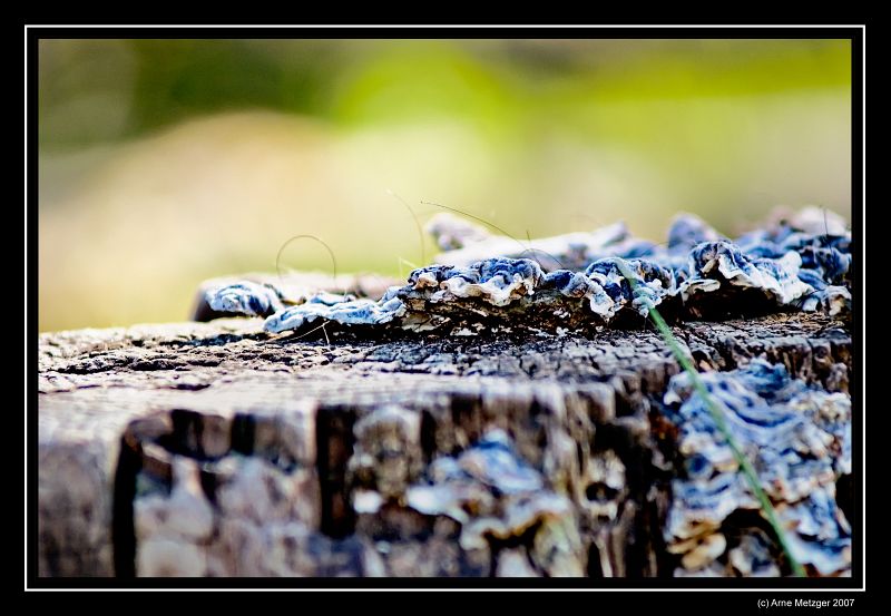 Stiftungsland Schäferhaus